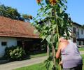 Na Hanžekoviči domačiji raste 3,60 metra visoka sončnica