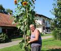 Na Hanžekoviči domačiji raste 3,60 metra visoka sončnica
